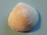 Brachiopod